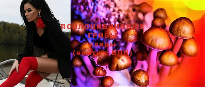 Галлюциногенные грибы Psilocybe  omg ссылка  Коряжма  купить наркотик 